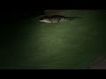 Big Alligator At Night In Sandestin, Florida