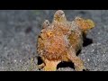 Brown Painted Frogfish