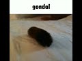 Gondal