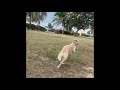 Victor the dog 🐕 sprinting for fun (Saluki hound)