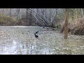 Hooded Merganser Nest, 2021