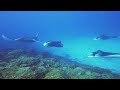 Manta rays cut in!