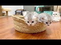 Mother cat gave birth to the cutest litter of kittens.#cat #catshorts #catvideo #kitten #cutecat