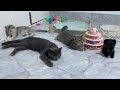 Funny Dogs And Cats Videos😹🐶Best Funniest Animal Videos 2024