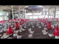 মুরগিকে জিঙ্ক খাওয়ানোর উপকারিতা ।Zink in Poultry #farming #poultryfarming #পোল্ট্রি