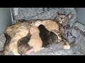 A Few Minutes with Lily and her Kittens 😸 😍 ♥️ 👶