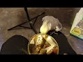 Cockatiel can't play trumpet either