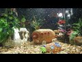 my fish friends part 2 (100 subscribers special)