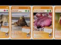 EPIC!! ALL 180 SUPER ANIMALS CARDS #countdown #animals #amazing #fyp  (MEAL sized video)