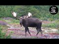 Alaska Bull Moose Fight To The Finish!