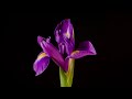Iris - blooming flower time-lapse video HD