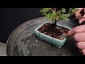 Juniper Bonsai - From Nursery Stock (2.1)