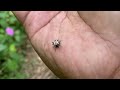 catch crickets with the loudest sound, grasshoppers, praying mantises, caterpillars,wasps