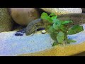 African Lungfish Feeding