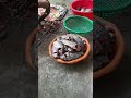গ্ৰামের বাড়িতে পুকুরের মাছ 🐟 কাঠা