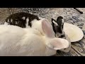 I used a studio microphone to record my rabbits eating dinner