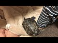 【Cute Turtle】しつこくついてくる甘えんぼうな亀ちゃん！