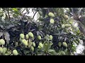 Climbing a mango tree is so much fun😜. Mê cây xoài 🥭.