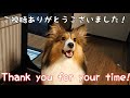 飼い主もワンちゃんも大満足！Andy Cafeに行ってきました♪Sheltie spent happy time at Andy Cafe