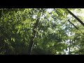 Bamboo Forest Sounds in Japan | 1 Hour of nature sounds | 4K