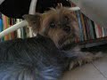 Quirky Yorkie Molly (funny sounds)