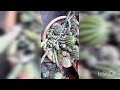 Nature World | Plants World | Cactus And Succulents | Adenium Arabicum | Most Beautiful Flowers #new