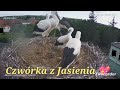 JASIENIACZKI 🤗 - JASIEŃ 24.06.2024