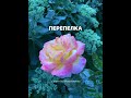 Перепелка. Песня из репертуара Людмилы Зыкиной