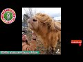 🐱🐶TikTok Animals-Funny and Cute - Animal  Video#12 || TikTok  Animals-Funny and Cute Channel.🐒🐦