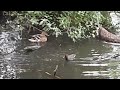 A very active little Mallard Duckling  ---  Mum keeping a close eye