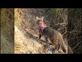 Smokey-Bear loves his Sunset walk with Mommy