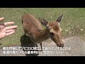 Traveling To Nara, The Sacred Land of Deer For 2 Days!