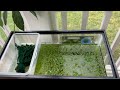 Green Algae Tank for your Baby Fry | Amateur Style