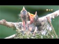 綠畫眉 (1 ) 出生第 一天 -White -bellied Yuhina