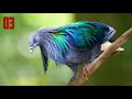 10 Most Beautiful Pigeons In The World