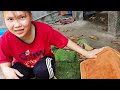 Rabbit Vlog Catching Animals in the Garden After Heavy Rain, Crocodile, Golden Carp, Duck Episode 3