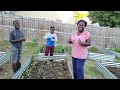 Planting Tomatoes and Watering Plants In The Garden