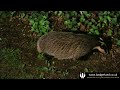 Our badgers sniff out the food we’ve hidden for them in the deep patches of ivy – 4th October 2016