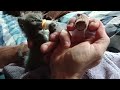 Tiny boy kitten being fed with syringe