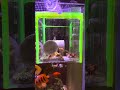 Captive-bred multibar angelfish eating pellet food