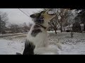 Chip the Border Collie Playing in the Snow