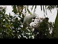 Sulphur Crested Cockatoo eating palm seeds.