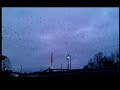 Mass Murder of Crows—Boardman, Ohio 12.19.2011