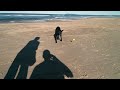 Dog and Tennis ball on Brunswick Heads Beach