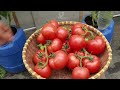 Big fruit - many fruits - Growing tomatoes on the terrace