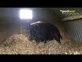 Watch our piglets building a cosy nest 💚🐷
