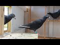 PIGEON ESCAPES NEW LOFT!