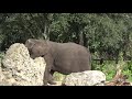 Kilimanjaro Safaris FULL RIDE at Disney's Animal Kingdom Walt Disney World