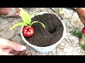 Creative idea How to Rose apple contain Propagate seeds in a water bottle and banana