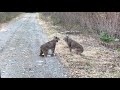 Two Lynx in Ontario Have Intense Conversation